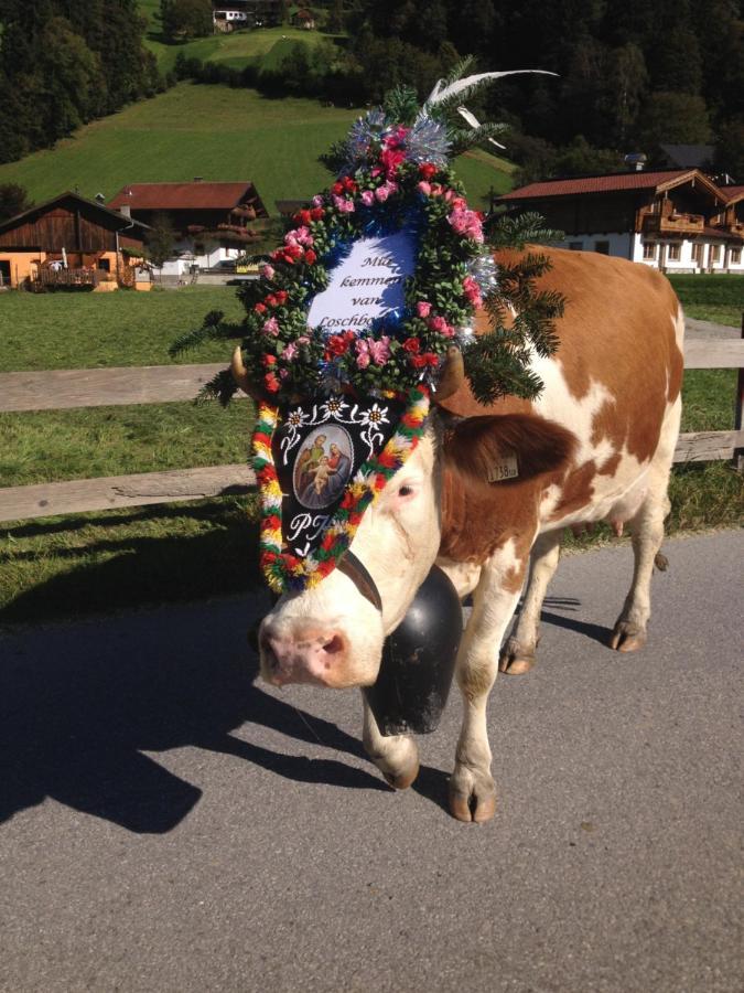 Chalets Aue Hart im Zillertal Exteriör bild
